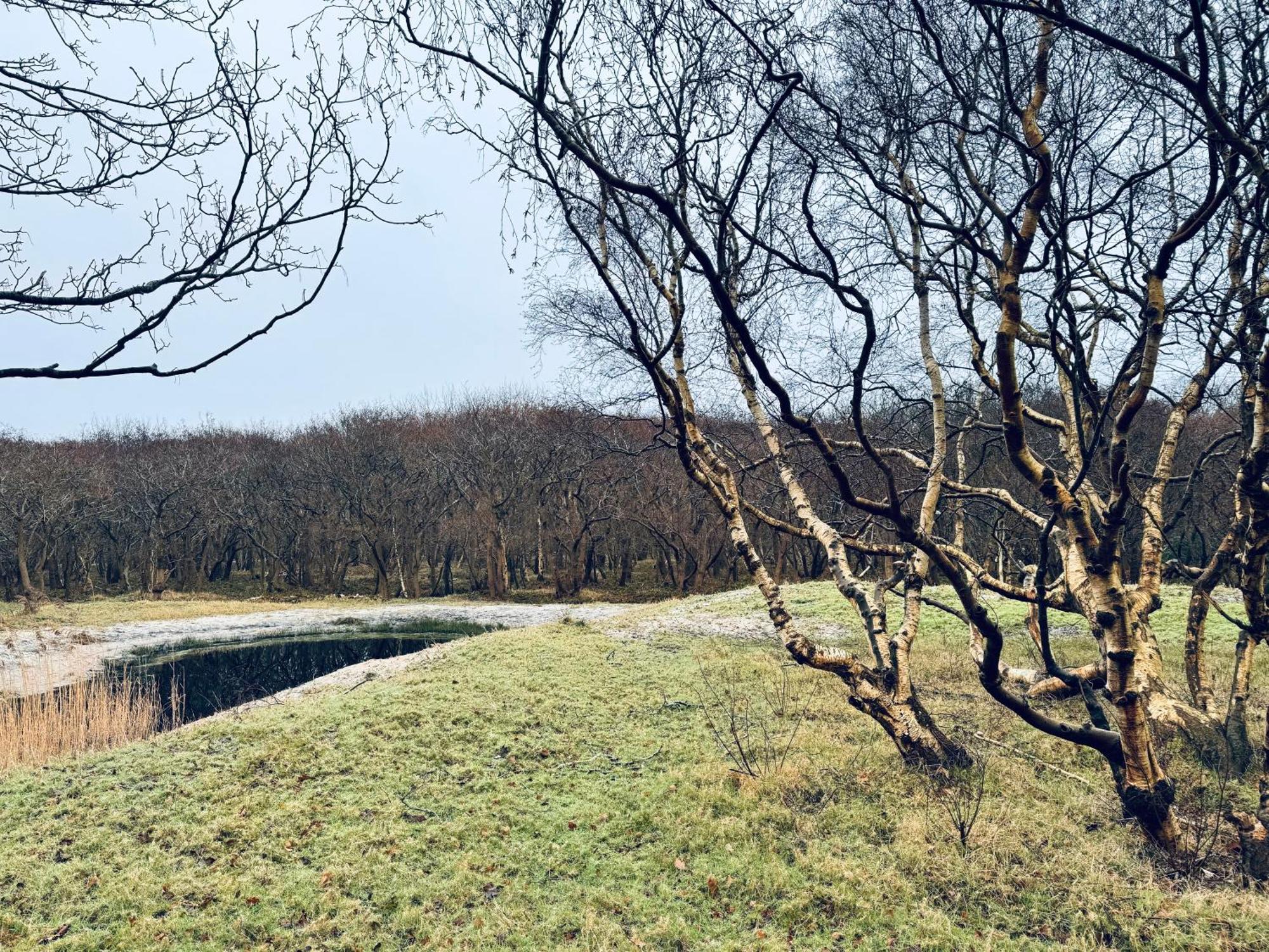 Beach & Forest Retreat -Domburg- Oostkapelle Luaran gambar