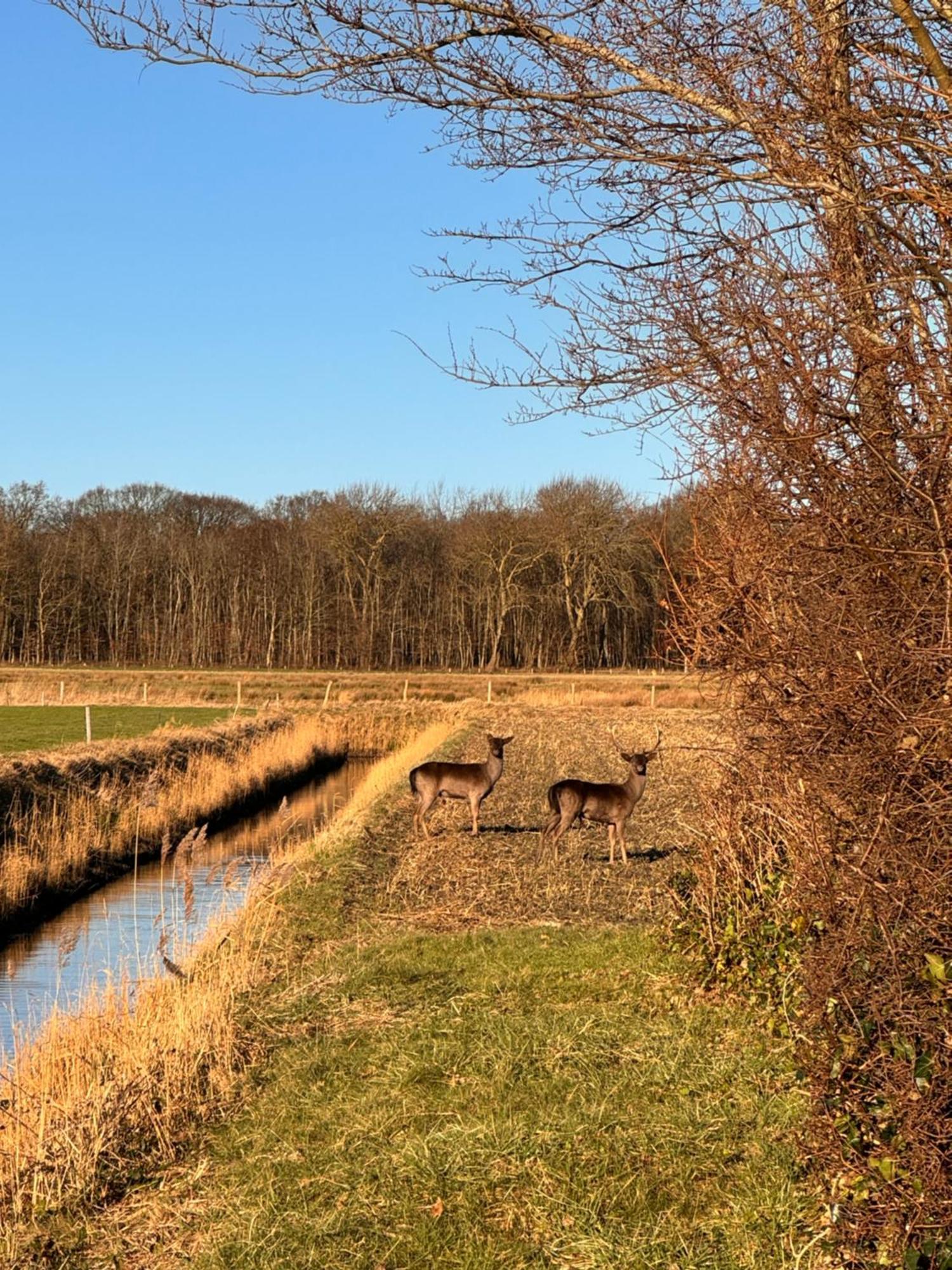 Beach & Forest Retreat -Domburg- Oostkapelle Luaran gambar