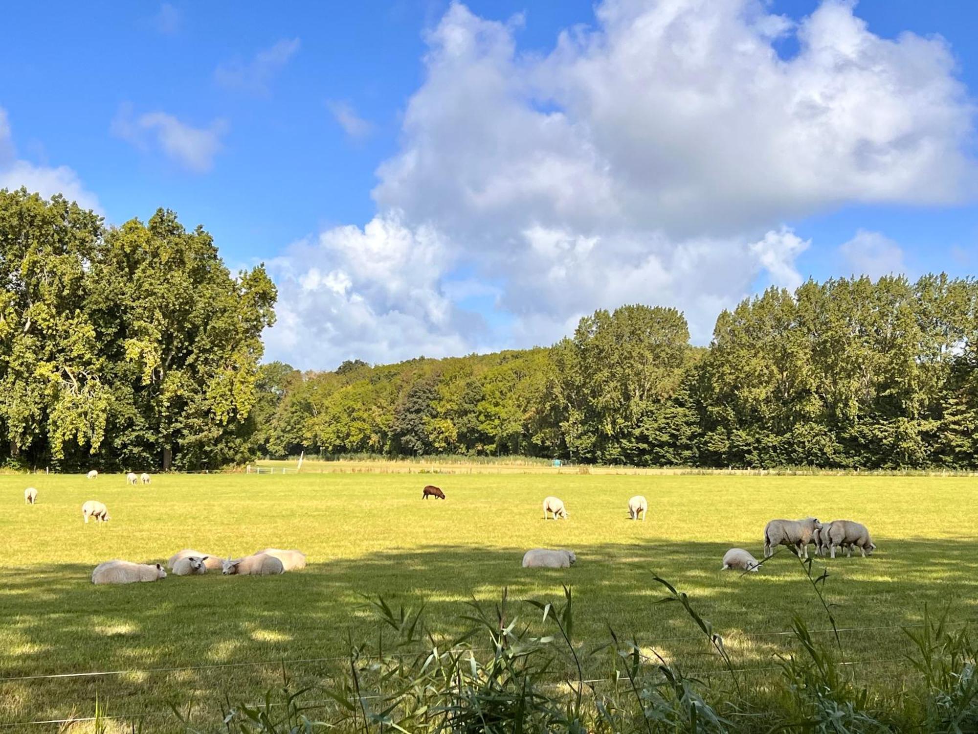Beach & Forest Retreat -Domburg- Oostkapelle Luaran gambar